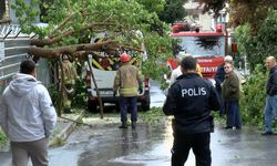 İstanbul - Maltepe’de ağaç park halindeki araçların üzerine devrildi