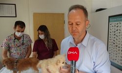 Sahipleri tarafından şiddete uğrayan 4 köpek yediemine teslim edildi