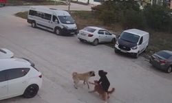 Sokak köpeğinin saldırısına uğrayan köpeğini kurtardı; o anlar kamerada