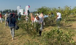 Yalova'da ilk kez düzenlenen Aronya ve Tıbbi Aromatik Bitkiler Festivali 'aronya' hasadıyla başladı