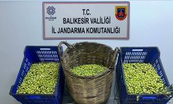 Balıkesir'de tarladan zeytin çalan 3 kişi suçüstü yakalandı