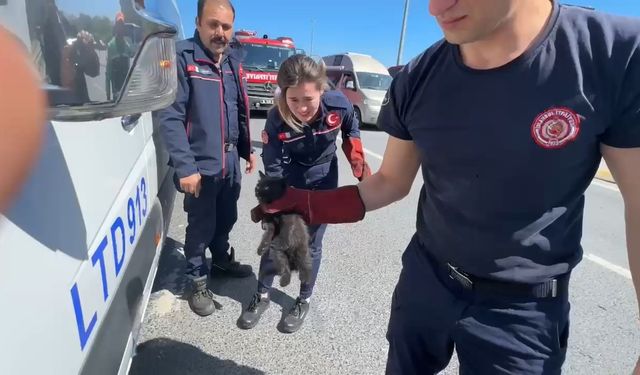 İstanbul - Avcılar’da servis minibüsünde kedi kurtarma operasyonu