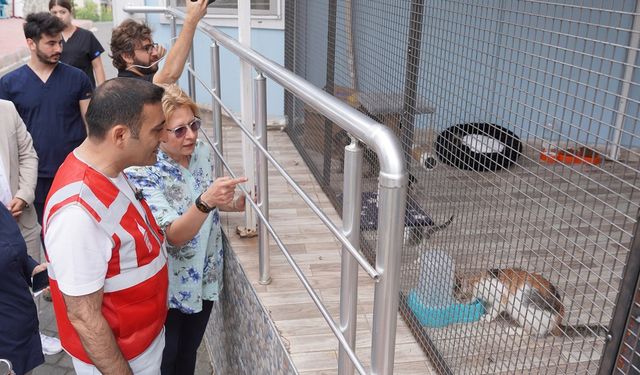 Beyoğlu Belediyesi’nden sokak hayvanları için iş birliği