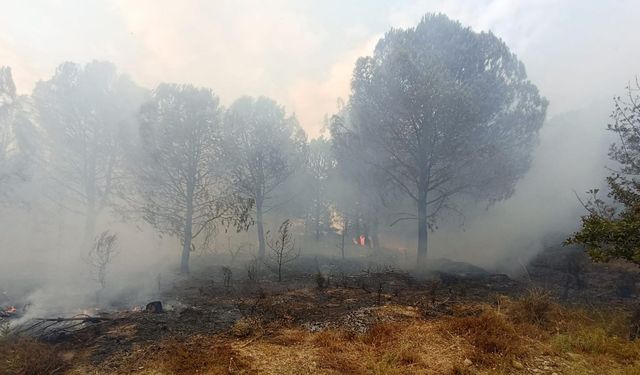 Çanakkale’de çıkan orman yangını kontrol altına alındı