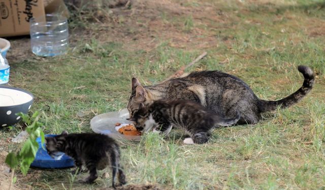 Edirne'de drenaj kanalında mahsur kalan yavru kedi, yol kazılarak kurtarıldı