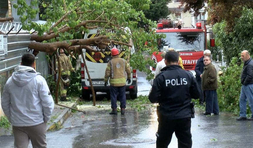 İstanbul - Maltepe’de ağaç park halindeki araçların üzerine devrildi
